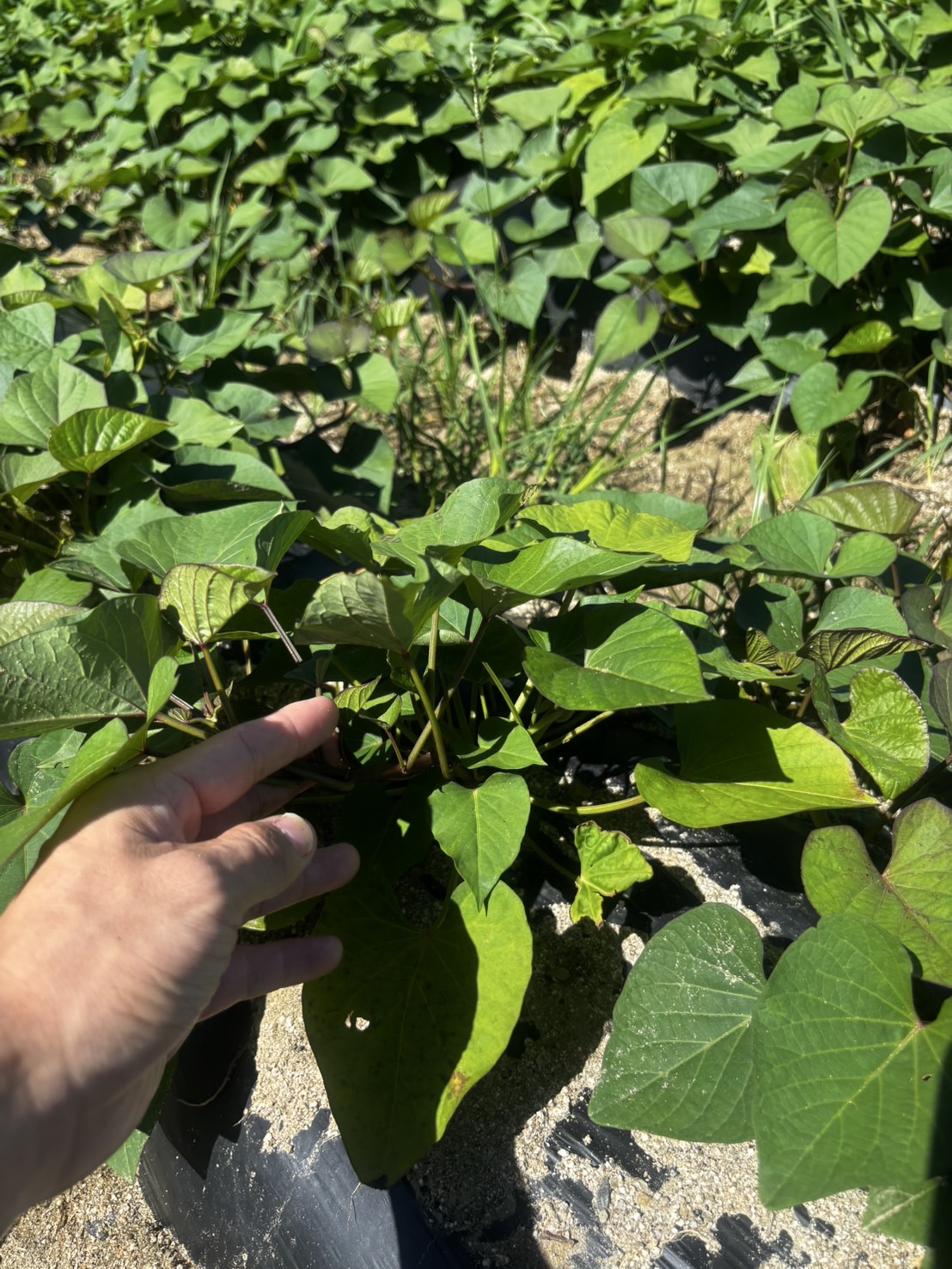【猛暑の中からお届け】紅はるかのブランド芋「和芋」成長中！草刈り奮闘記