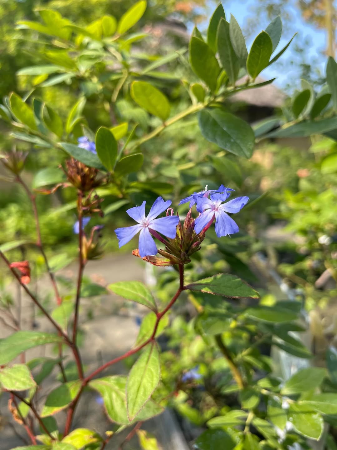 【暑さに強い青い花】涼しげで美しい「ルリマツリモドキ」の魅力と育て方｜茶花の里より