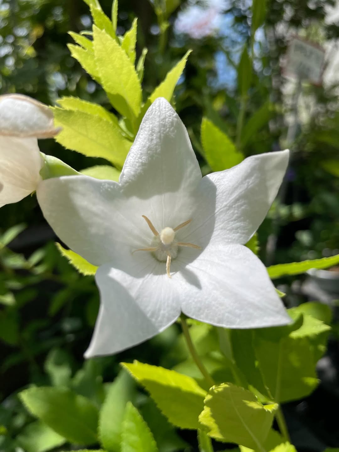 【初心者にもおすすめ】夏の暑さに強くて長く咲く涼しげな花「キキョウ」の魅力と育て方｜茶花の里