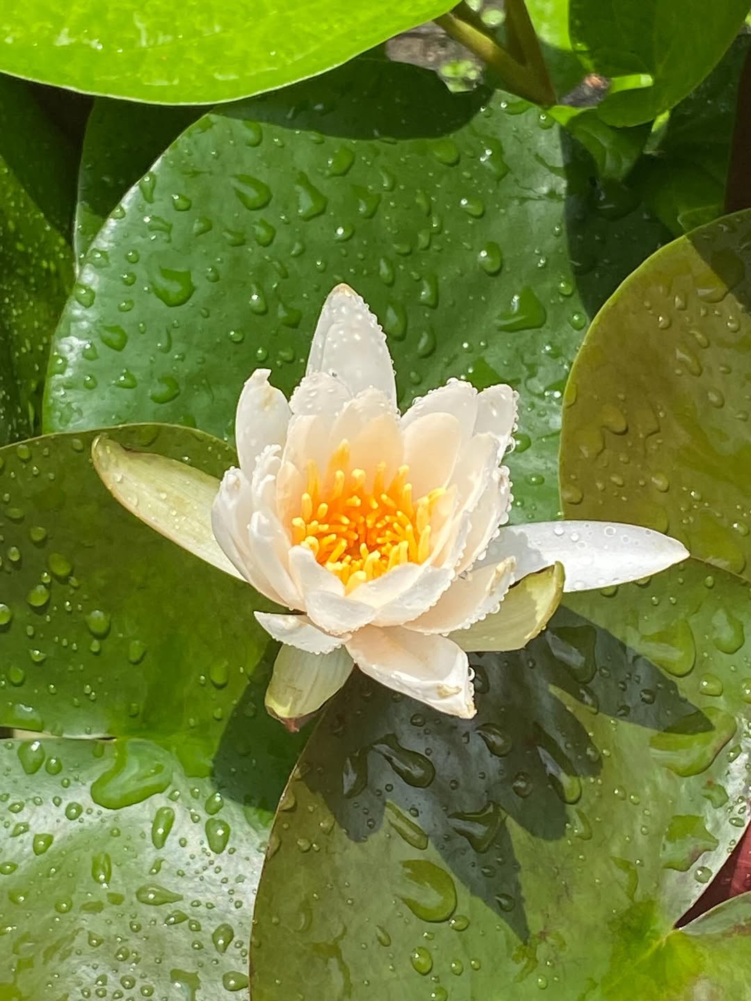 【睡蓮の育て方と魅力】ヒツジグサとの違い・花言葉・夏におすすめの水鉢植物