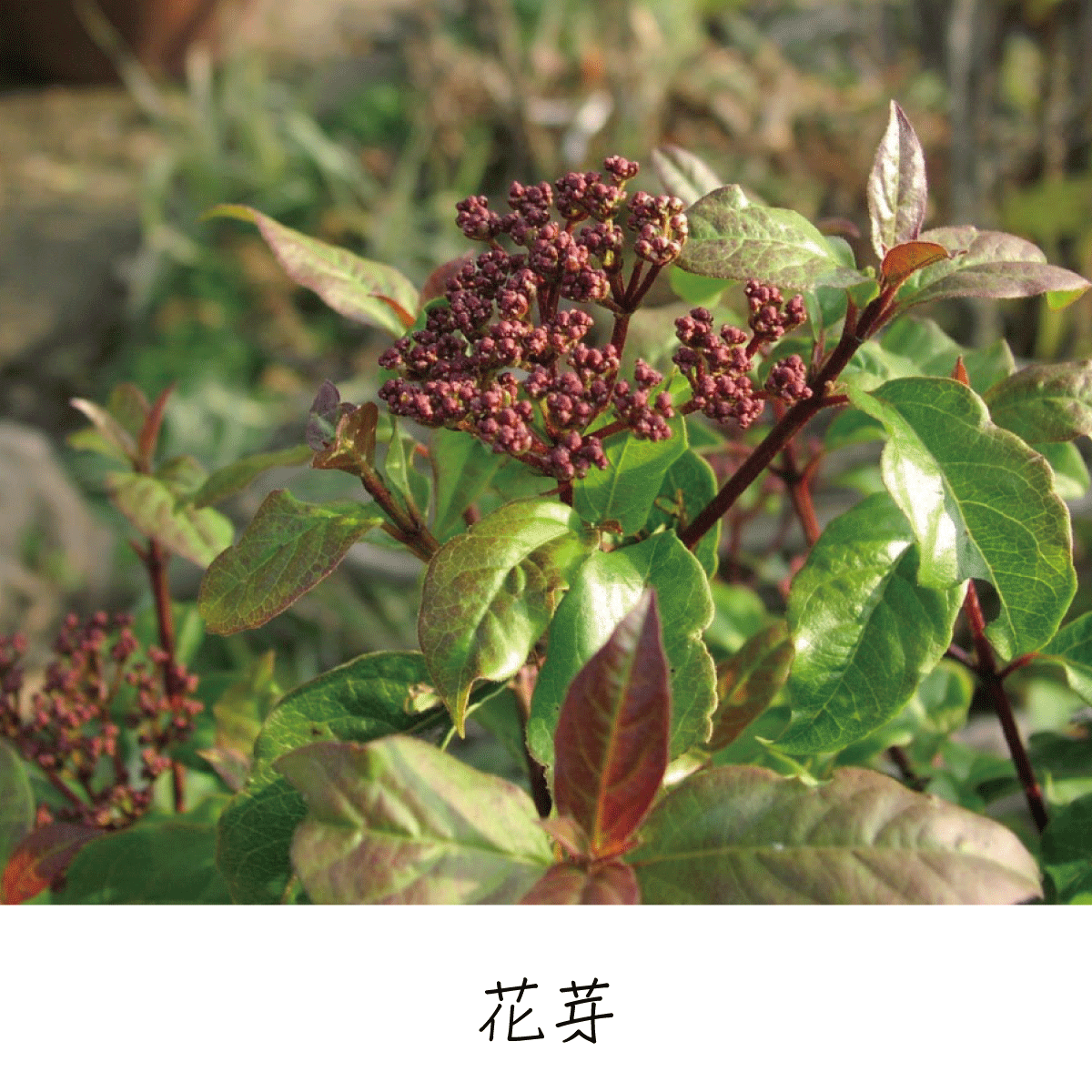 トキワガマズミ 茶花の里 雑木の庭づくり