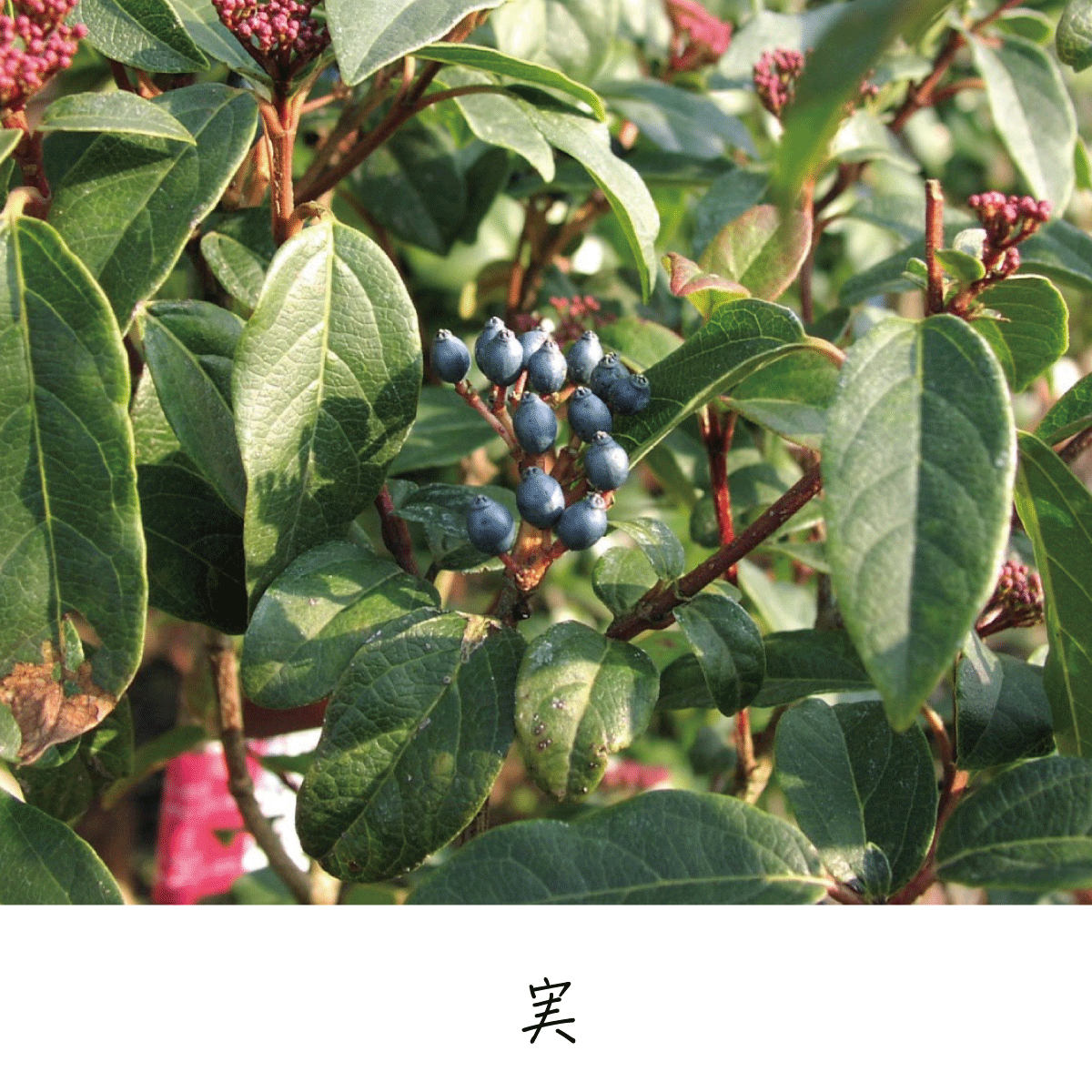 トキワガマズミ 茶花の里