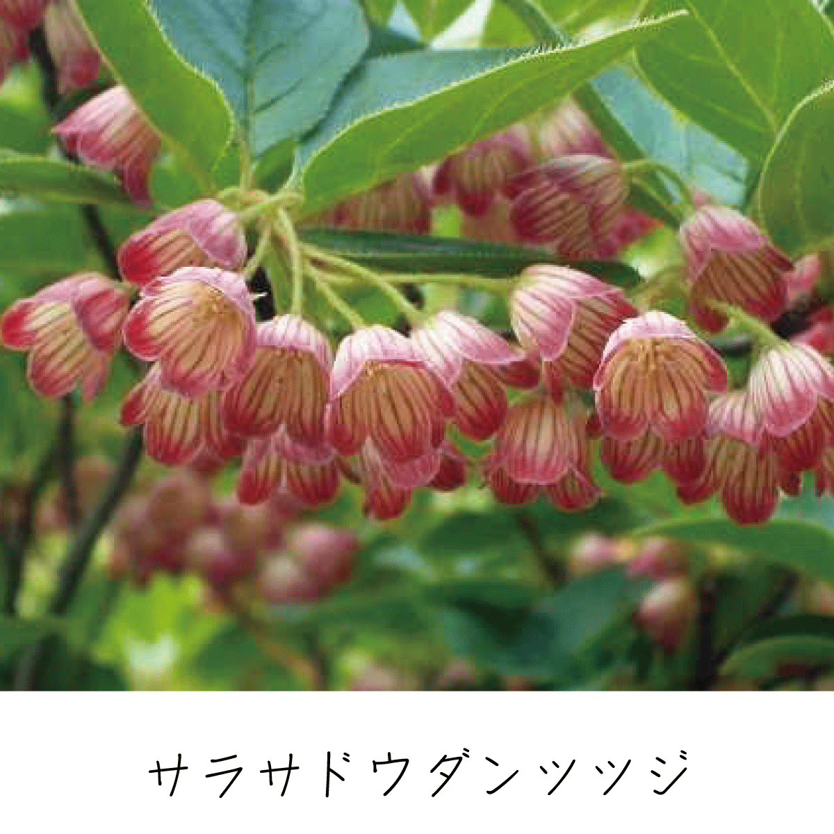 ドウダンツツジ 茶花の里