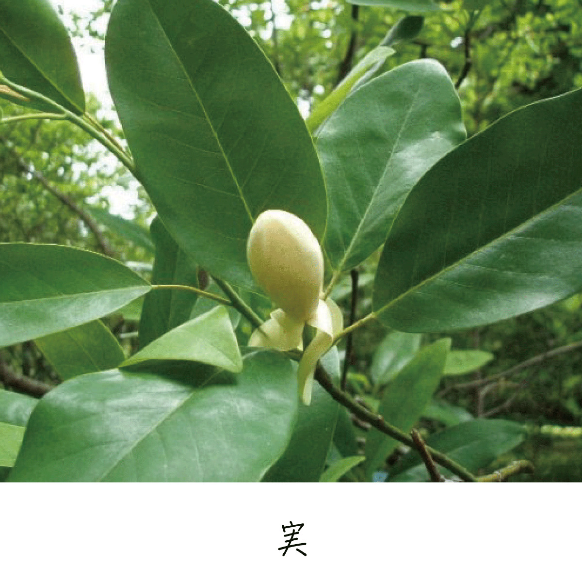 ヒメタイサンボク 茶花の里 雑木の庭づくり