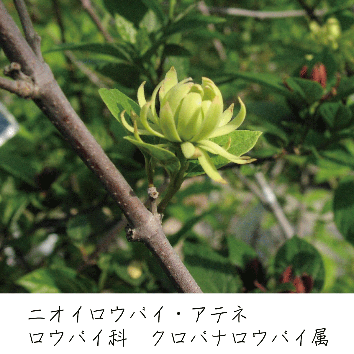 ニオイロウバイアテネ 茶花の里