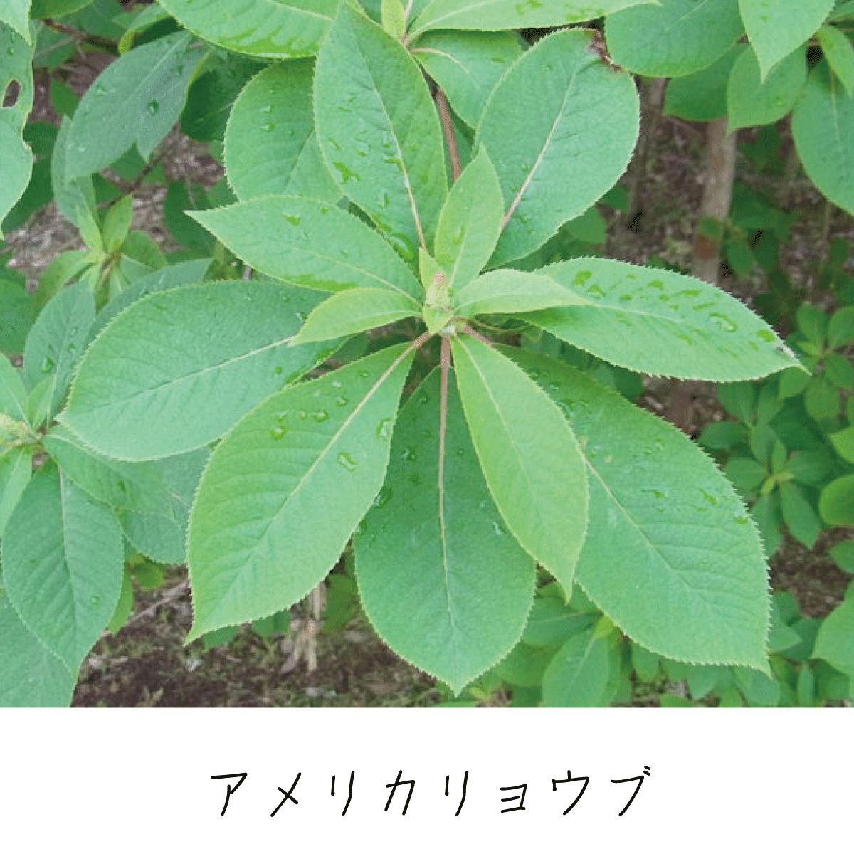 リョウブ 茶花の里 雑木の庭づくり