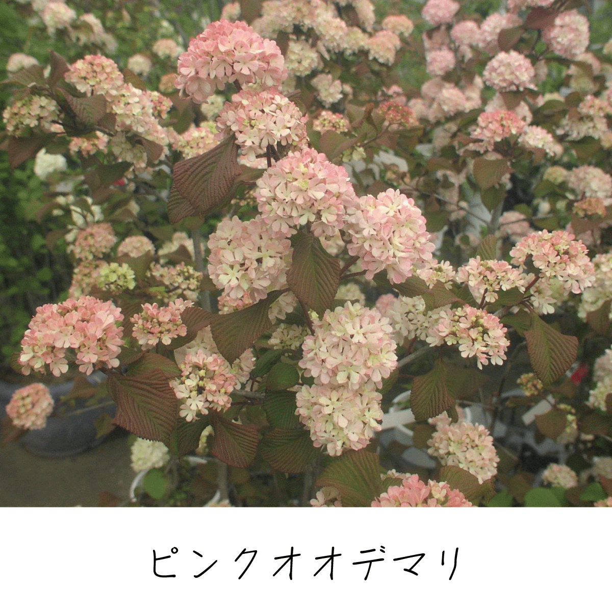 オオデマリ 茶花の里