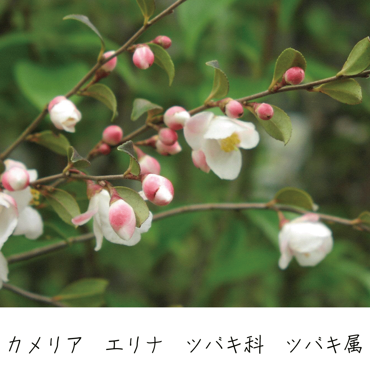 カメリアエリナ 茶花の里