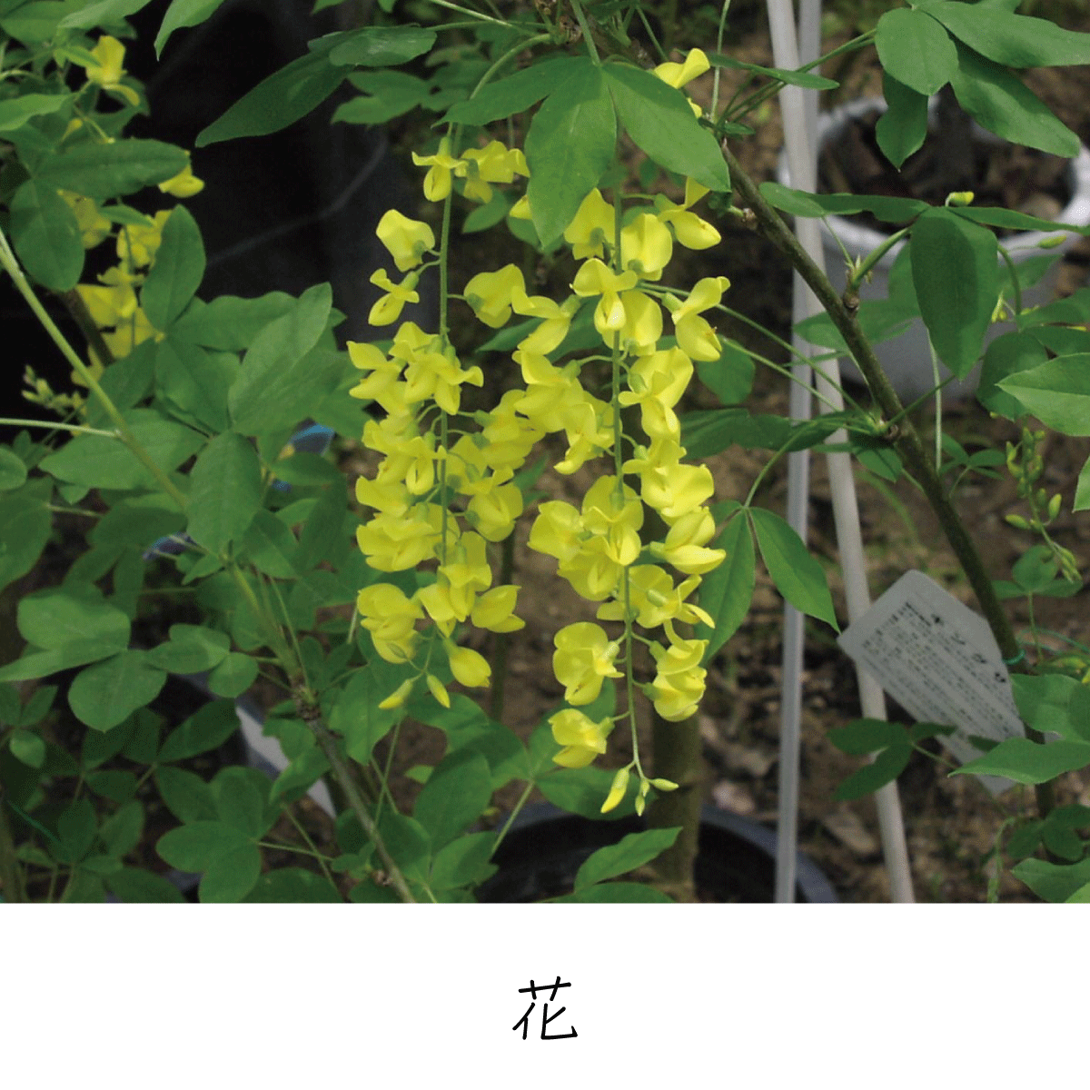 キングサリ 茶花の里