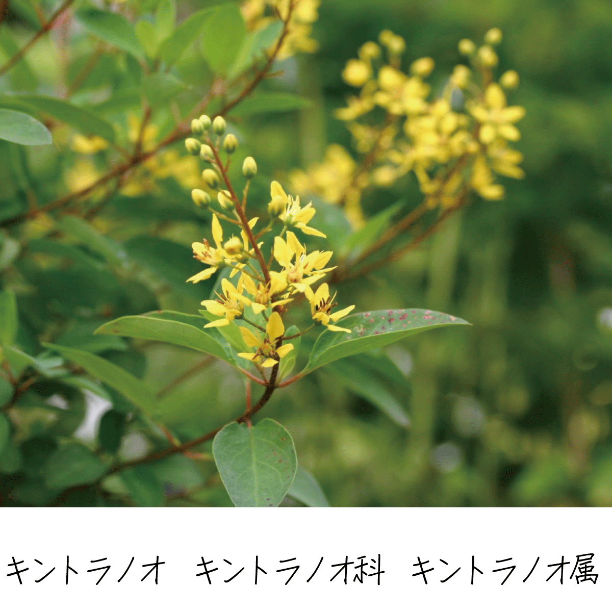 キントラノオ 茶花の里