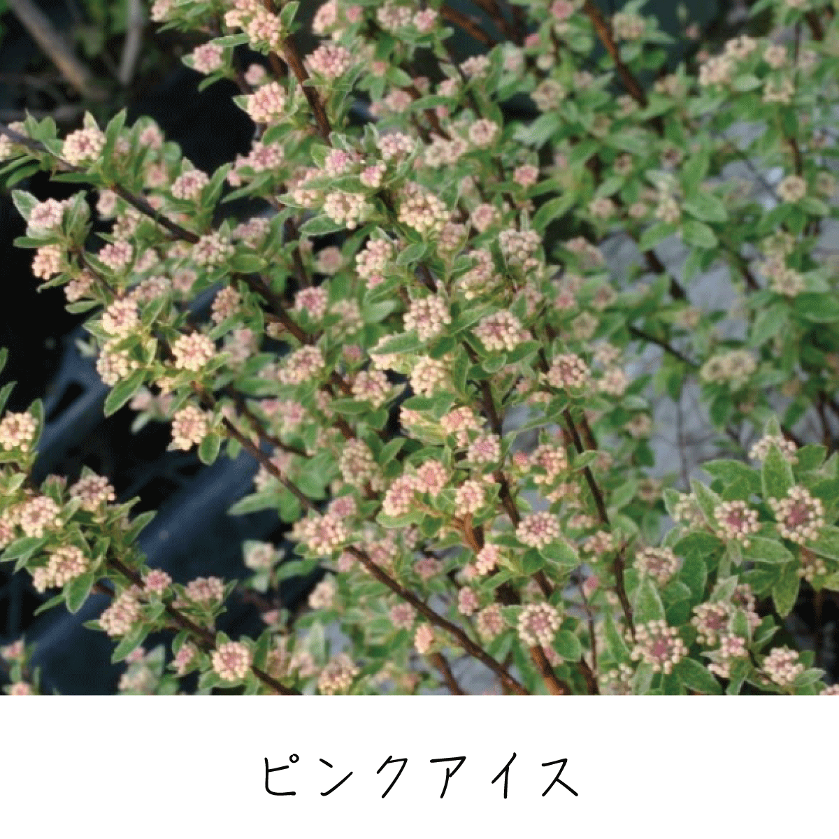 コデマリ 茶花の里 雑木の庭づくり