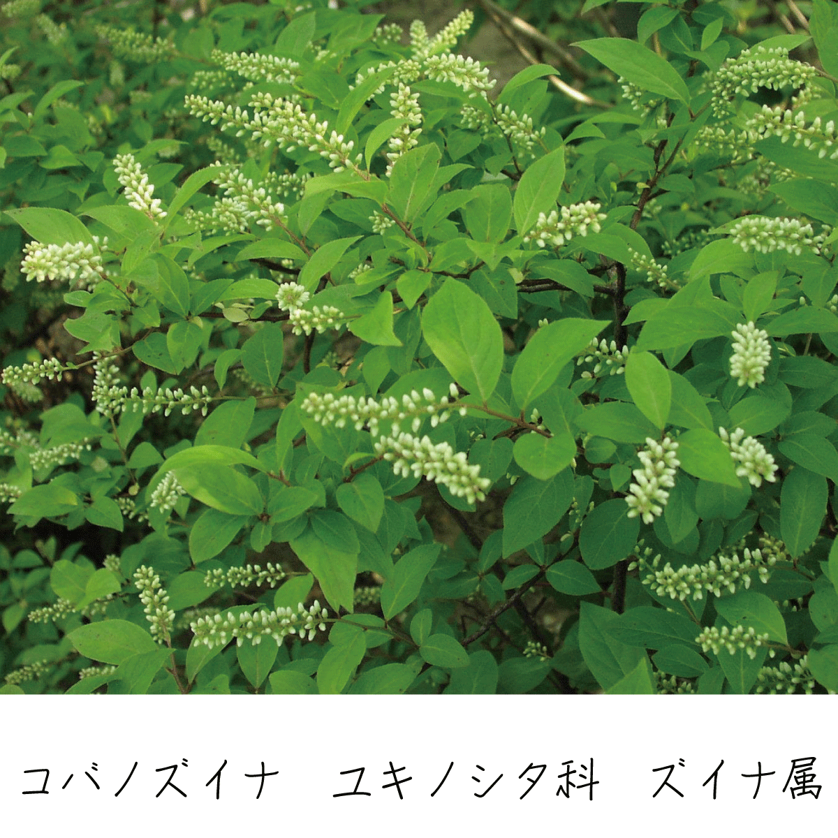 コバノズイナ 茶花の里