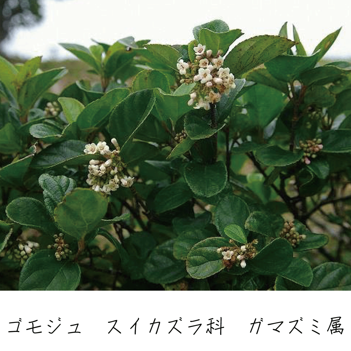 ゴモジュ 茶花の里 雑木の庭づくり