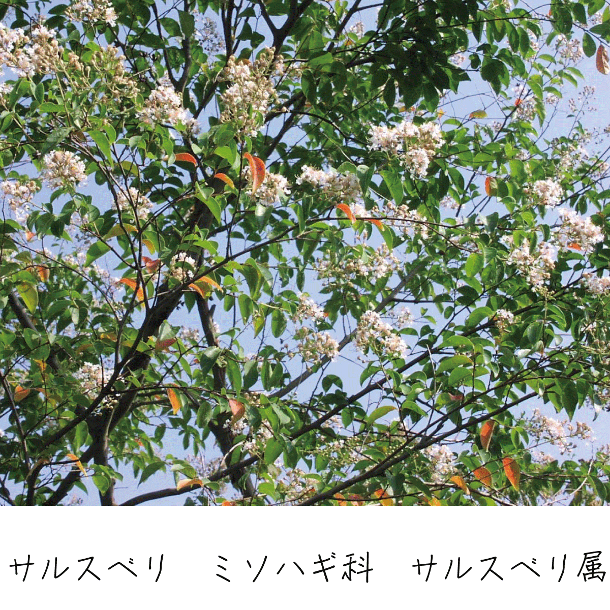 サルスベリ 茶花の里