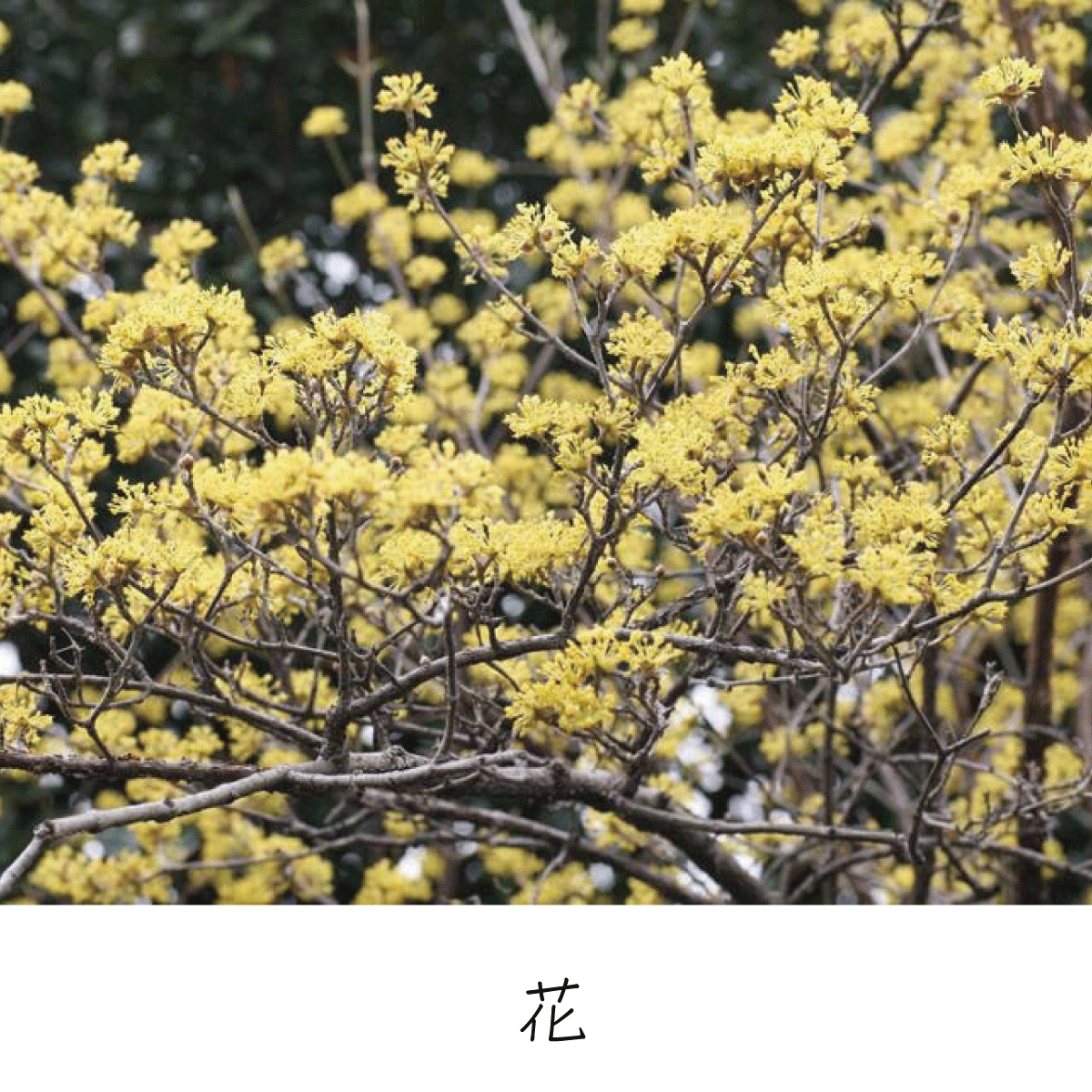 サンシュユ 茶花の里