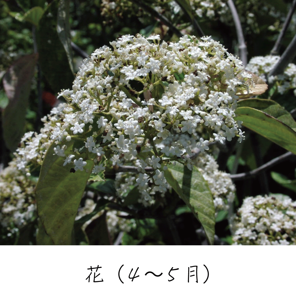 ハクサンボク 茶花の里