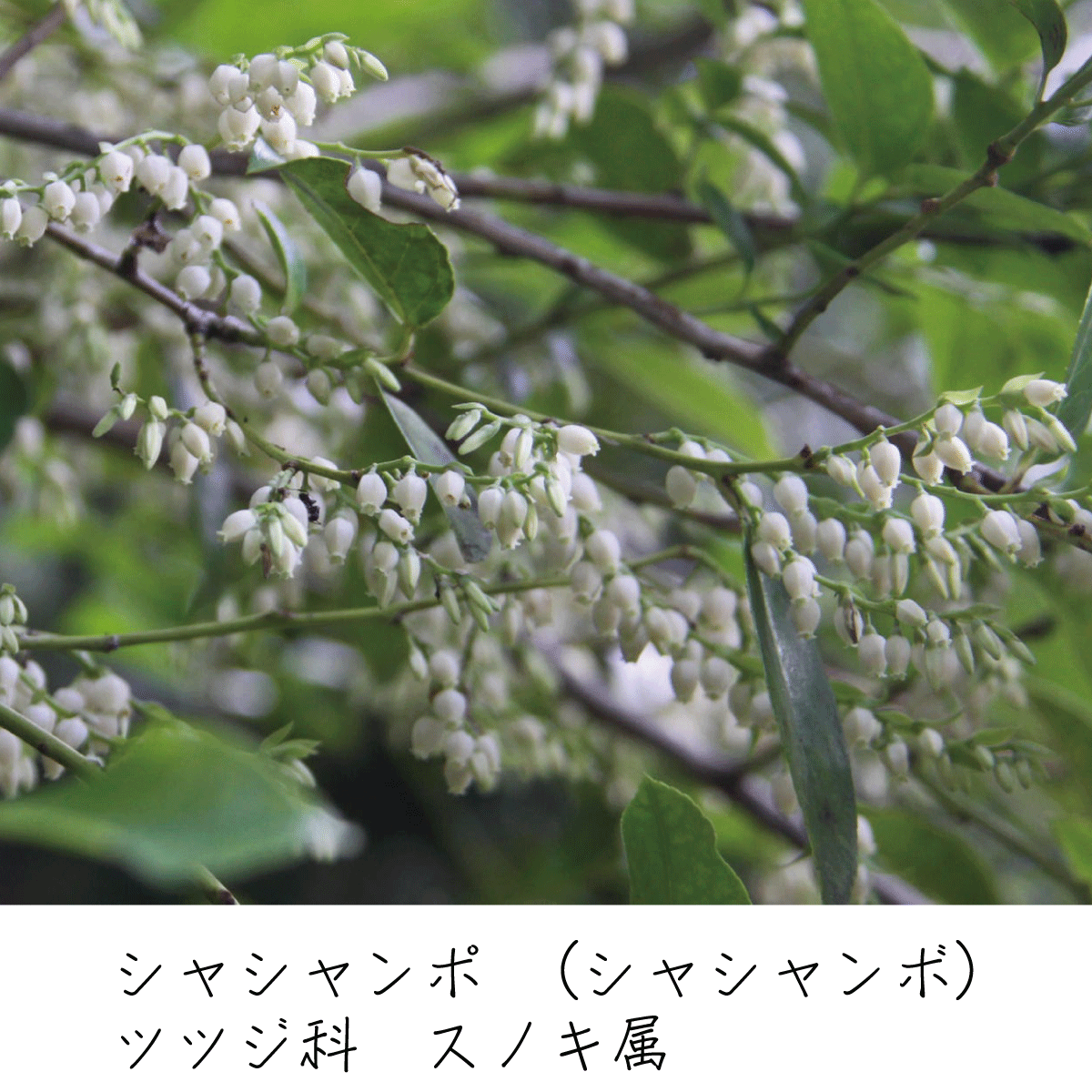 シャシャンポ 茶花の里