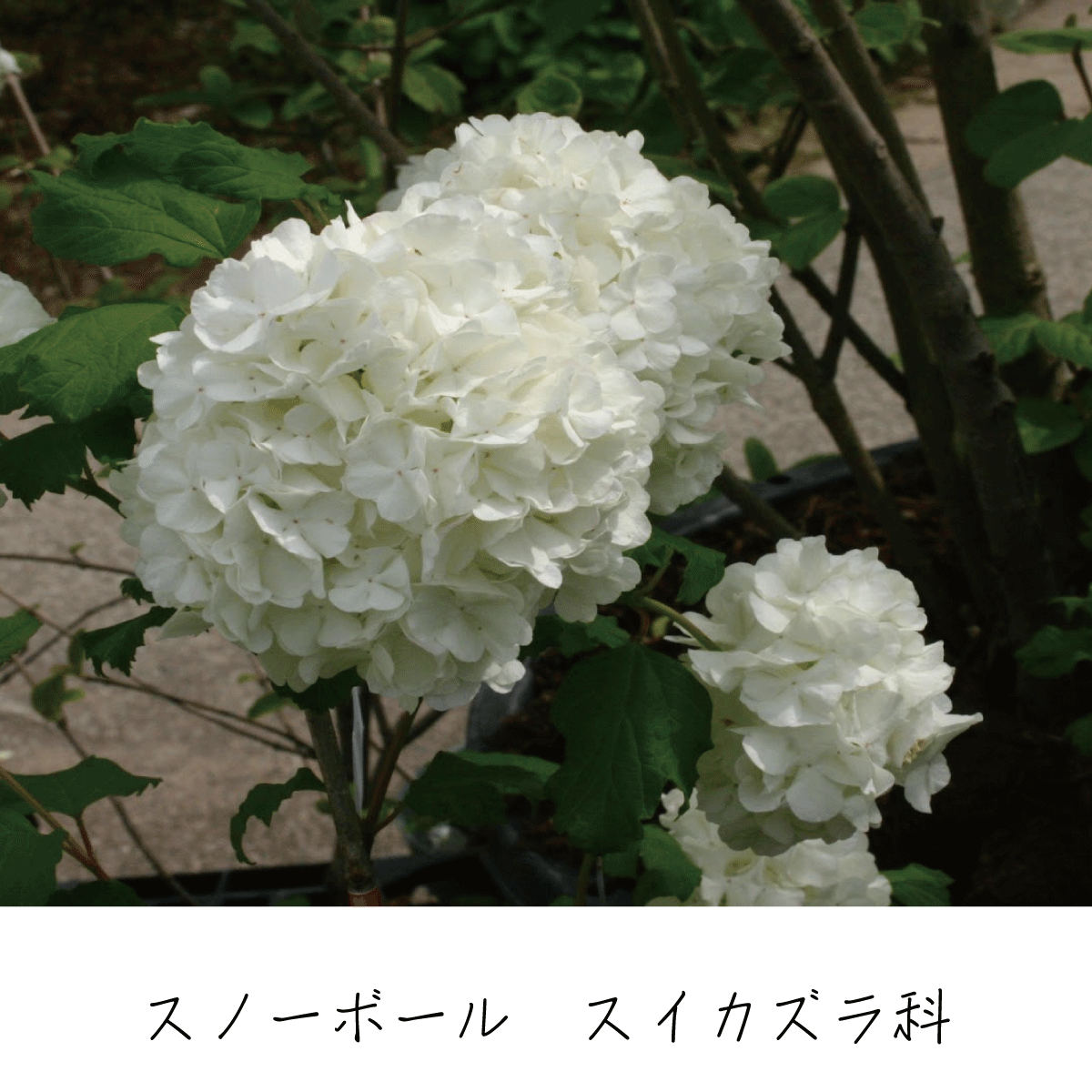 スノーボール 茶花の里