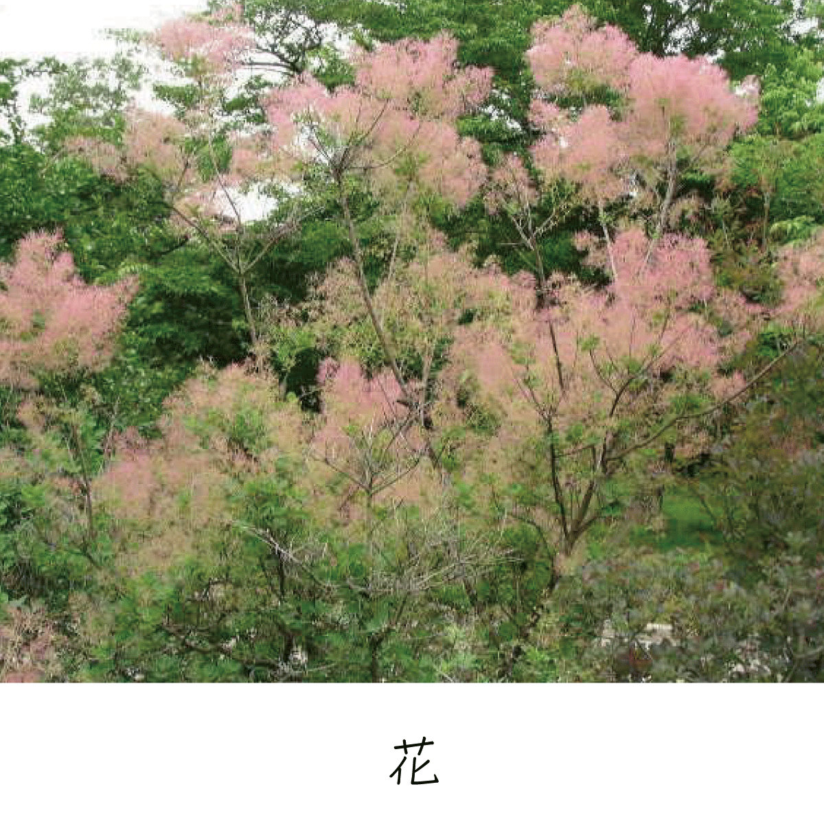 スモークツリー 茶花の里