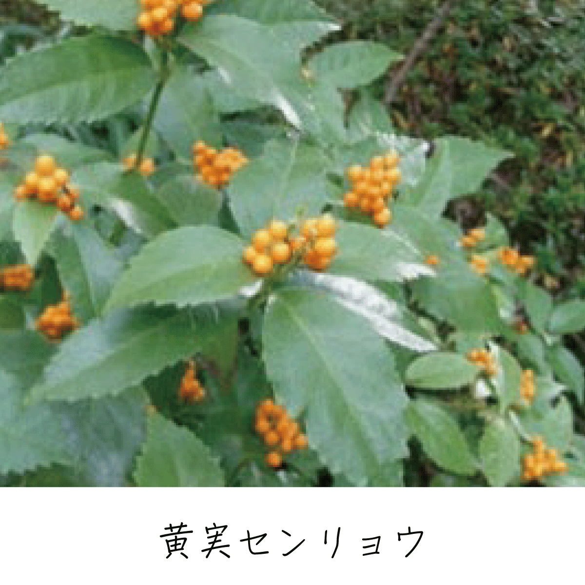 センリョウ 茶花の里