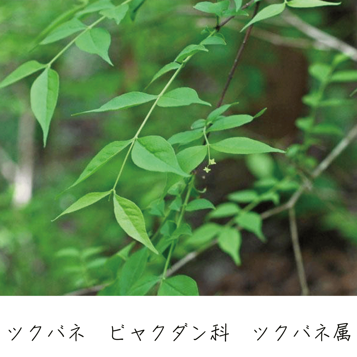 ツクバネ 茶花の里