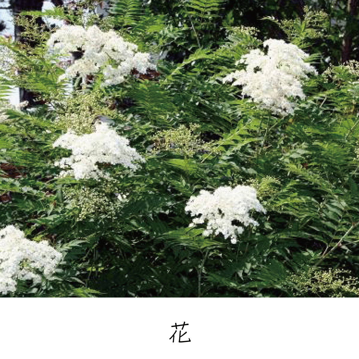 ニワナナカマド 茶花の里