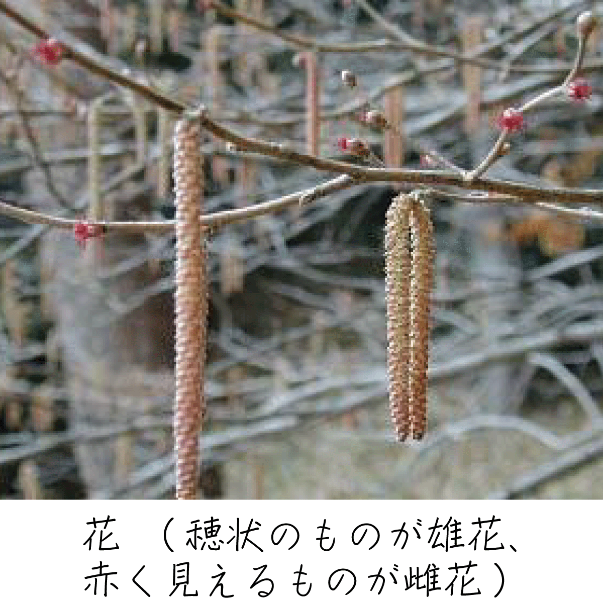 ハシバミ 茶花の里