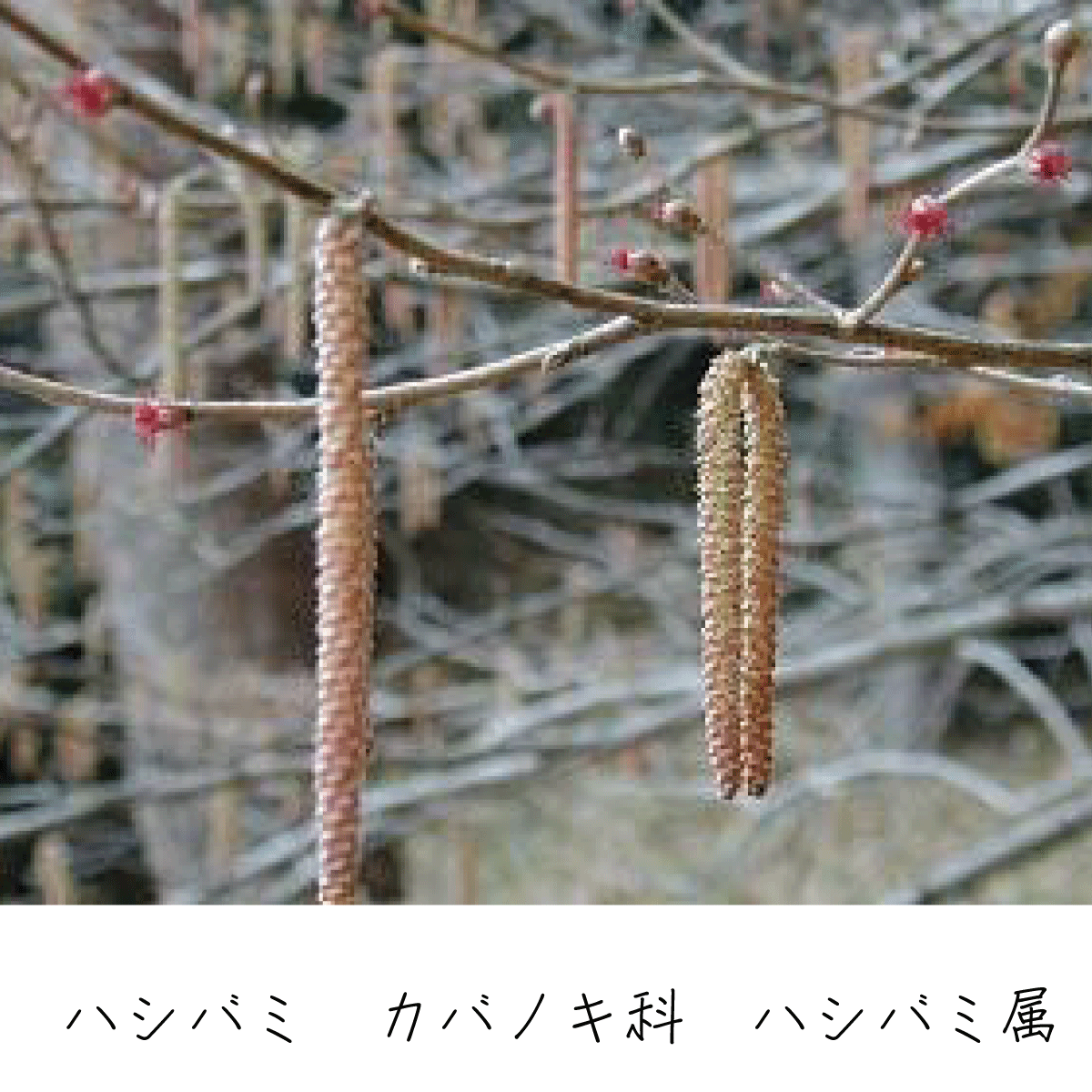 ハシバミ 茶花の里 雑木の庭づくり