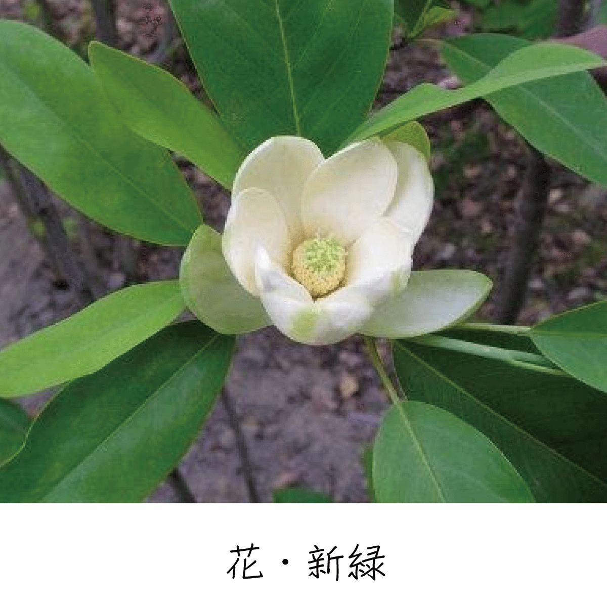 ヒメタイサンボク 茶花の里 雑木の庭づくり