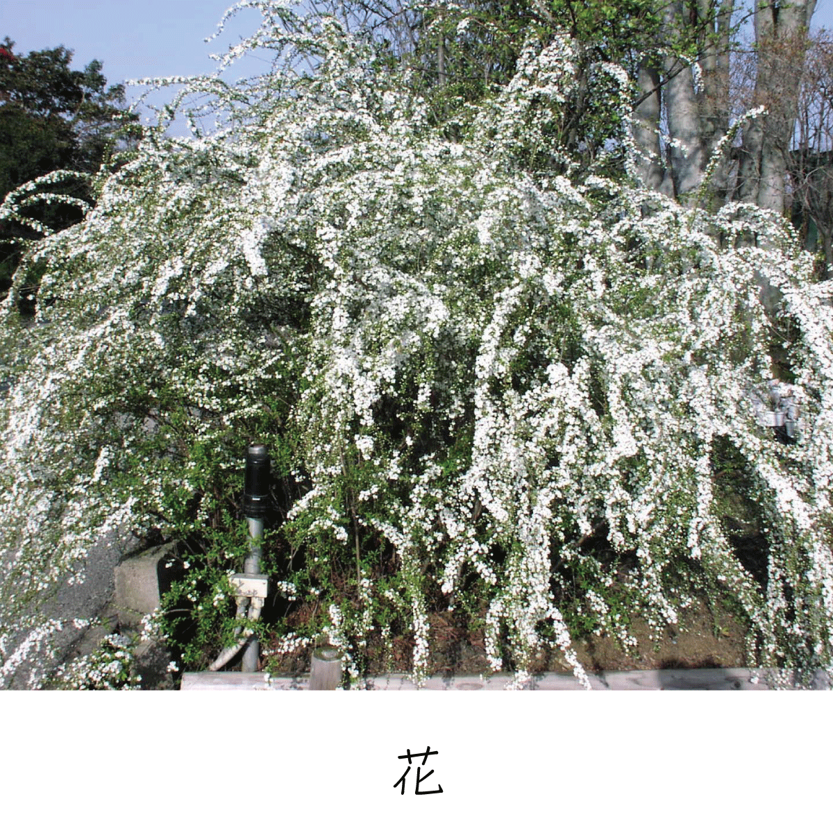 ユキヤナギ 茶花の里