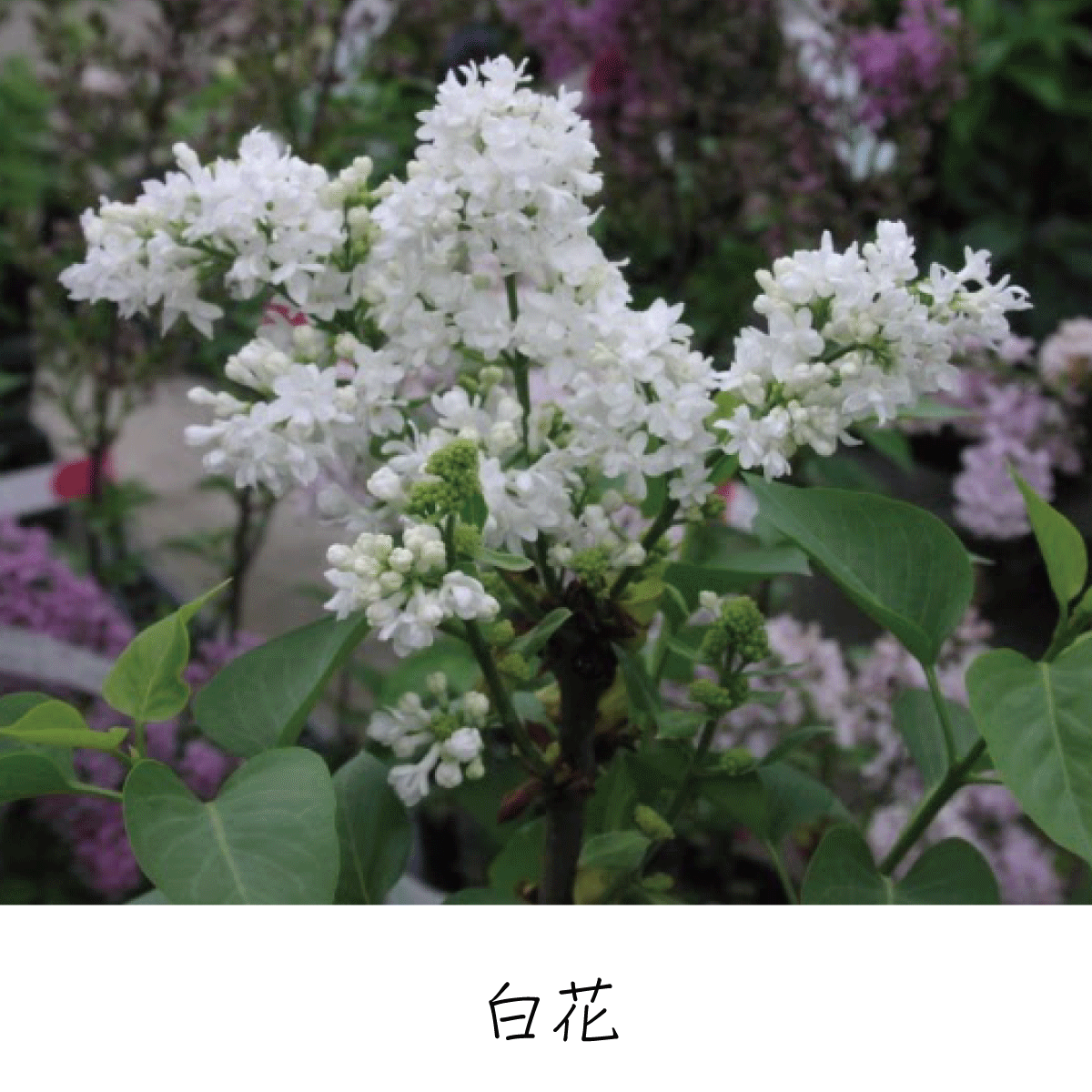 ライラック 茶花の里 雑木の庭づくり