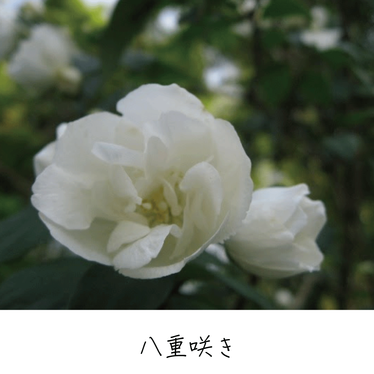 バイカウツギ 茶花の里