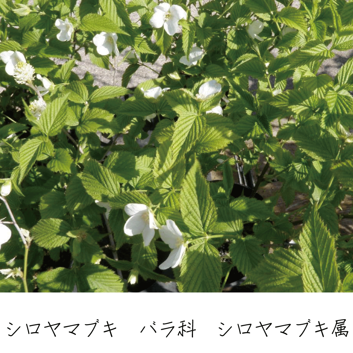 シロヤマブキ 茶花の里 雑木の庭づくり