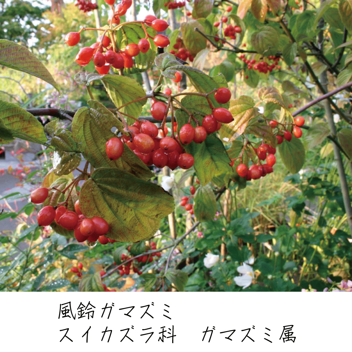 フウリンガマズミ 茶花の里